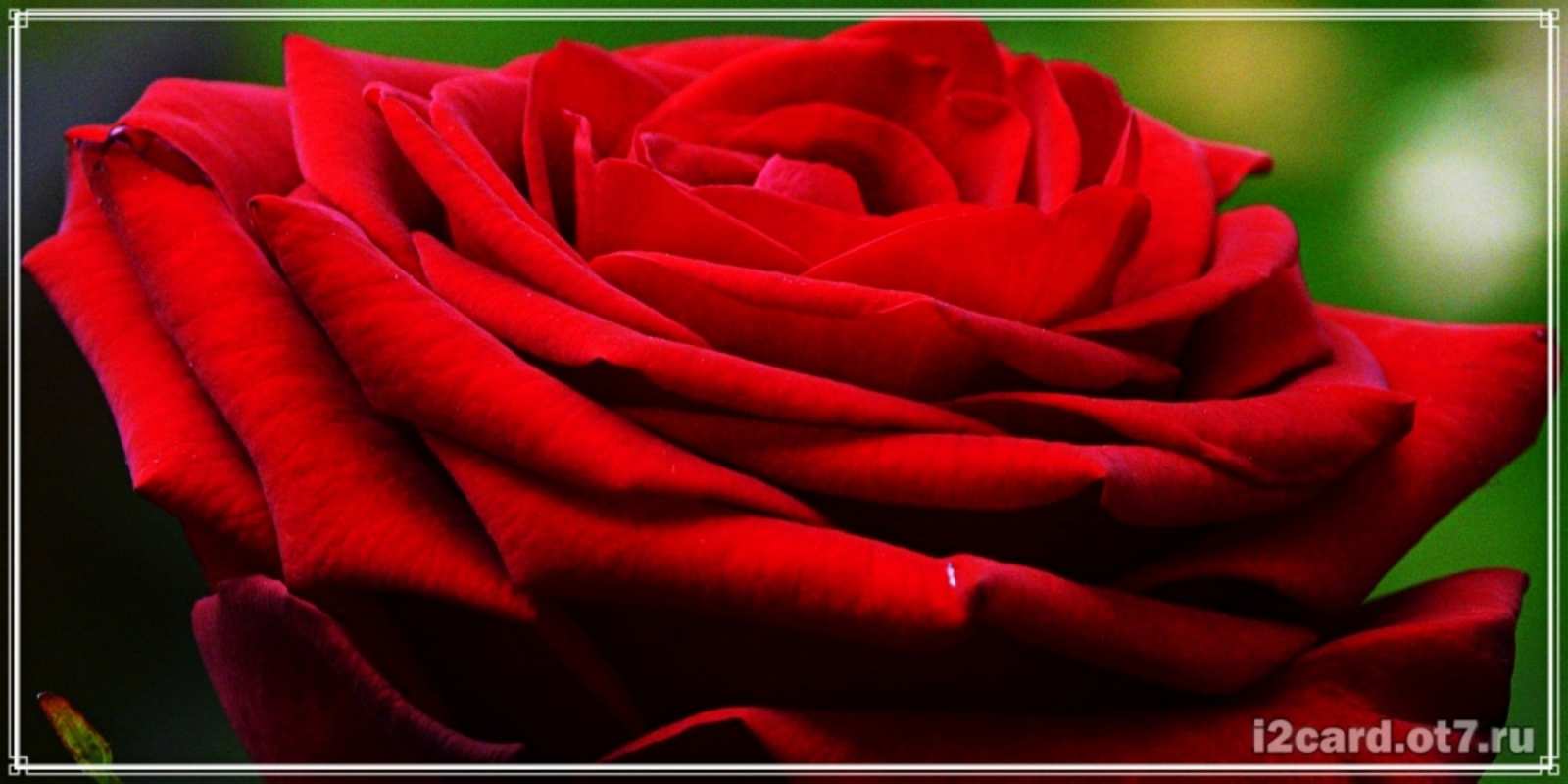 Открытка роза вид сбоку розочка очень красивая С юбилеем 