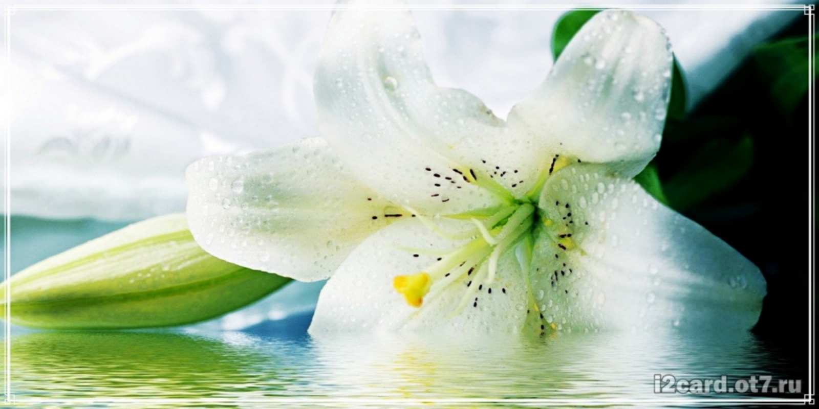 Открытка красивые цветы и открытки с ними лилия на открытке ко дню рождения С юбилеем 