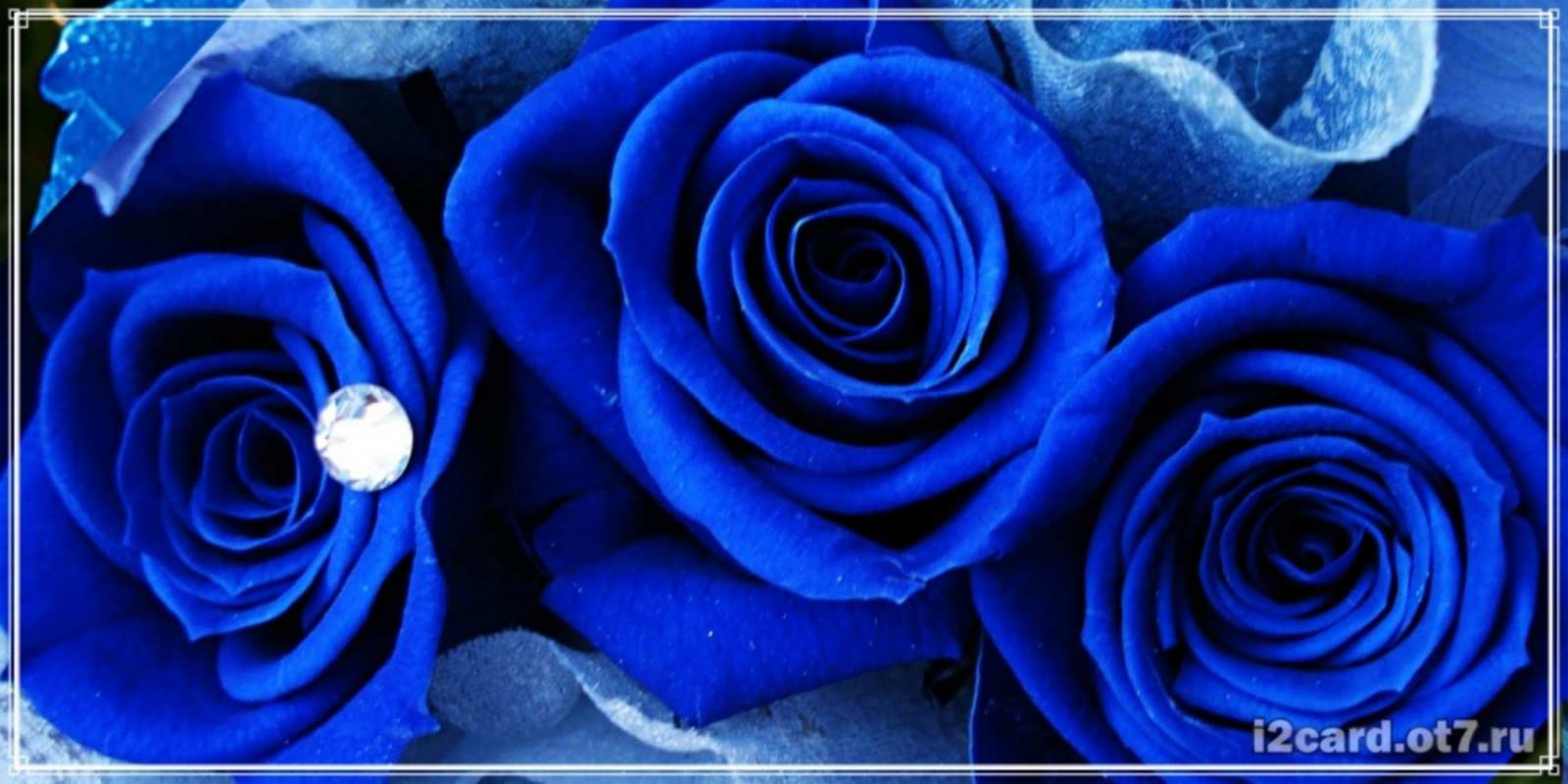 Открытка синяя роза и роса синие розы в росе С юбилеем 