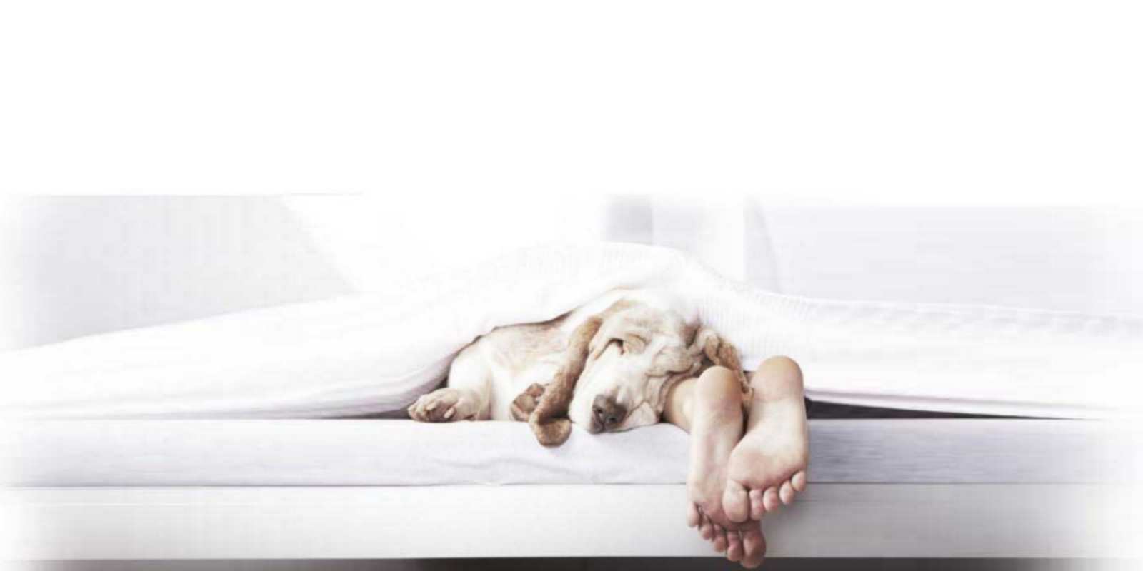 Открытка Открытка спокойной ночи с собакой и ногами кровать с собакой пожелание сладких снов и спокойной ночи Спокойной ночи 