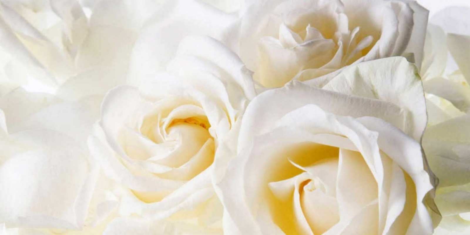 Открытка белые розы на день рождения открыточки на день рождения любимым С юбилеем 