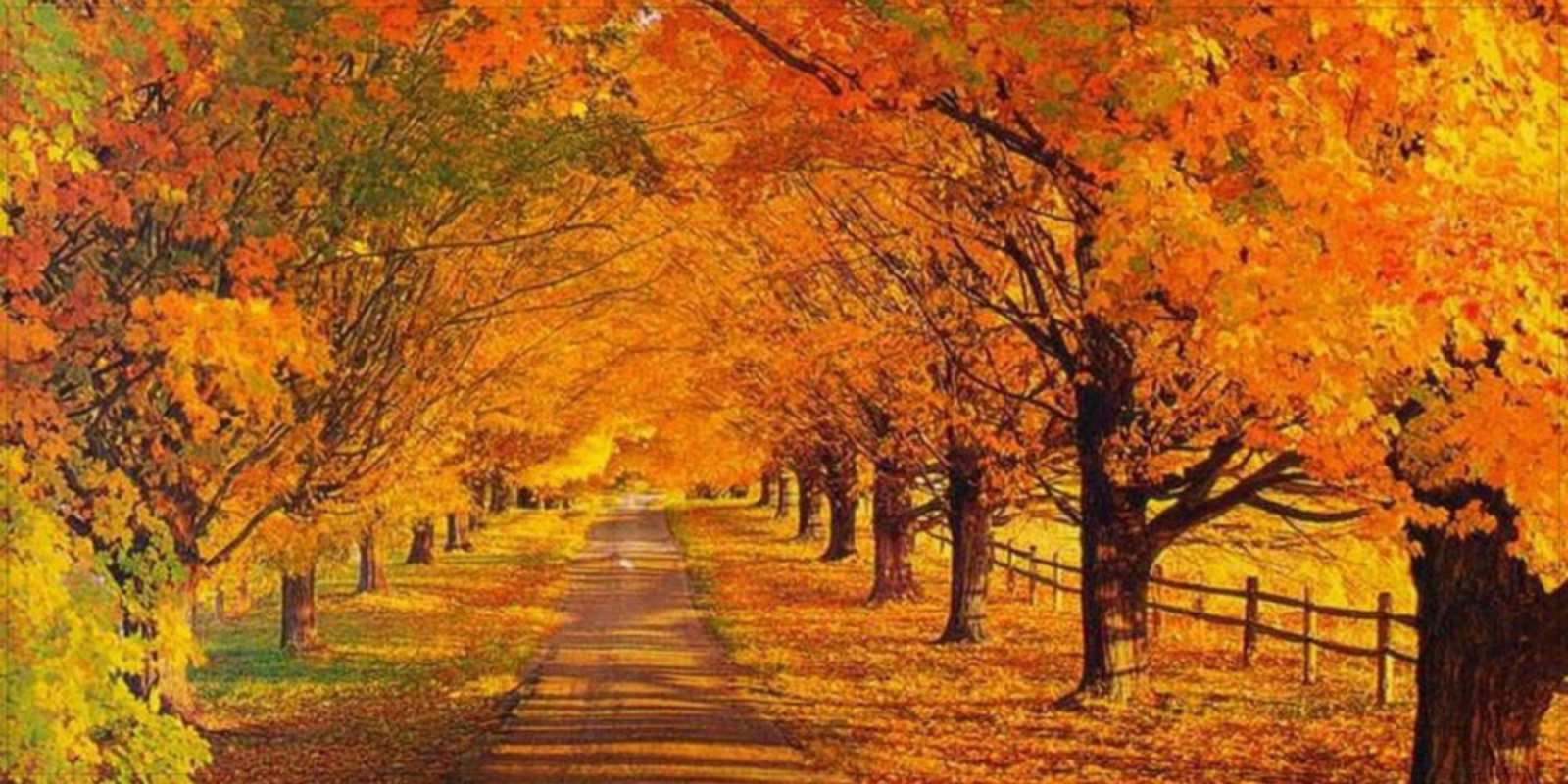 Открытка прекрасного осеннего дня дорога осенью деревья с осенними листьями Удачного дня 