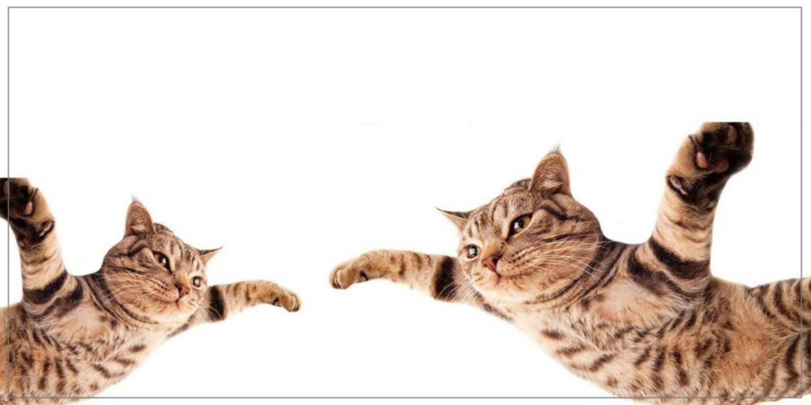 Открытка коты летят хорошего дня Хорошего дня 