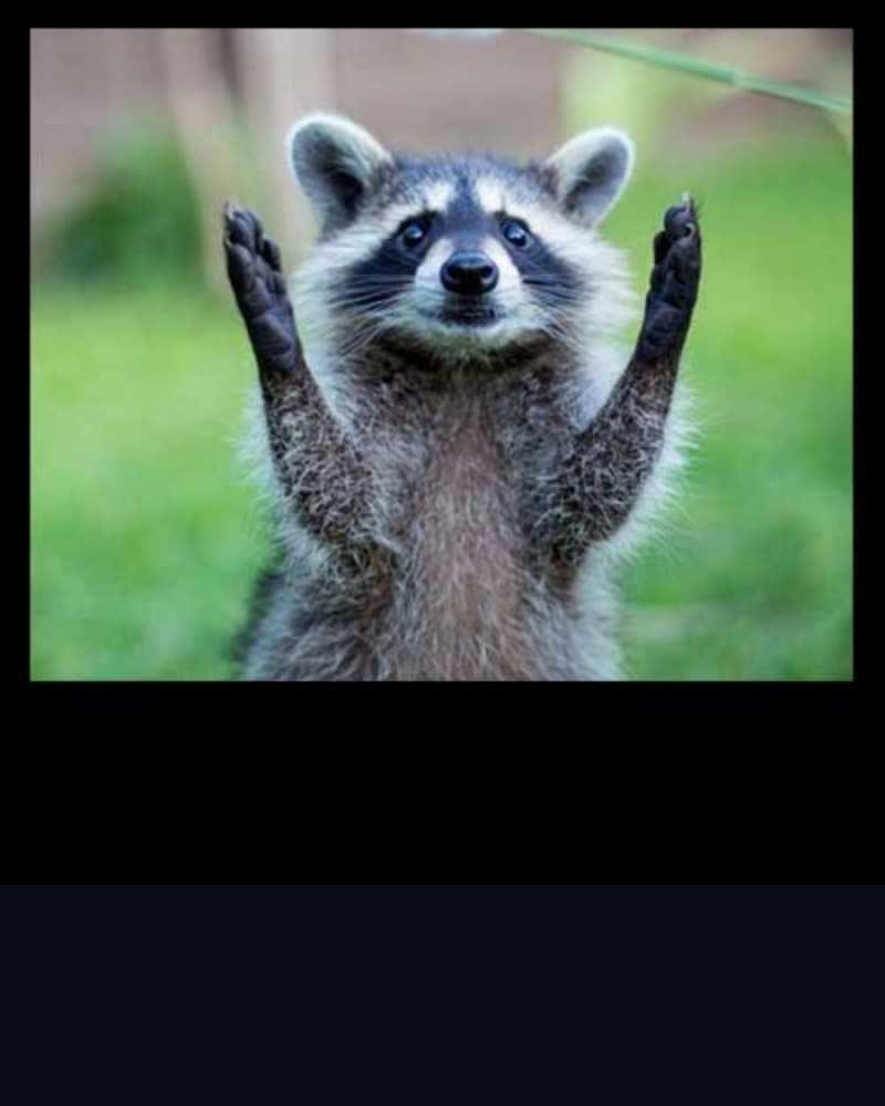 Открытка енот позитив  хорошее настроение утречком  Доброе утро 