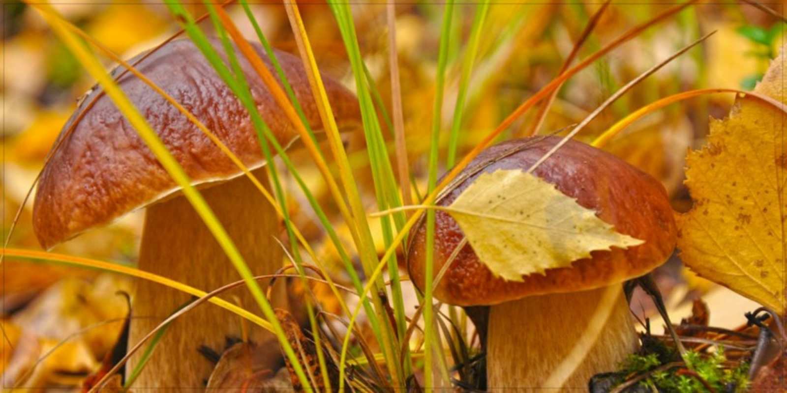 Открытка вот и грибочки хорошего утра осенью осенние грибы  Доброе утро 