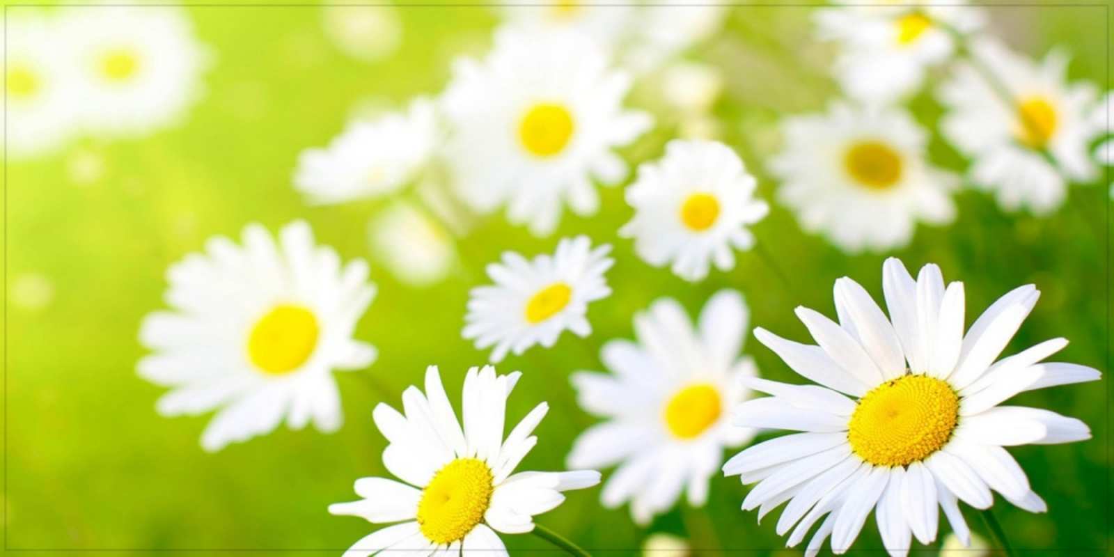 Открытка прекрасные ромашки открытка с ромашками на зеленом фоне Удачного дня 