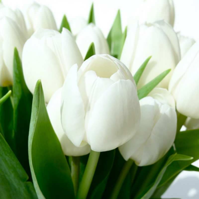 Открытка тюльпаны белые крупным планом  открытки на каждый день по именам  Доброе утро 