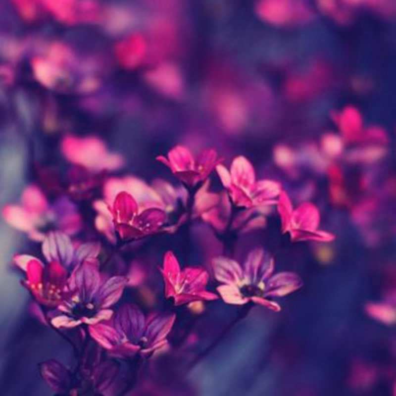 Открытка с цветами 1 небольшие цветы 1 С наурызом 