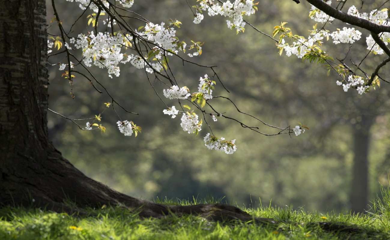 Открытка весенний сад  С 1 мая  С 1 мая 