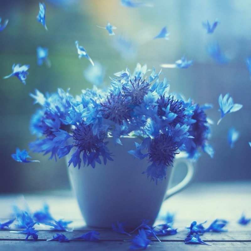 Открытка видимо эти цветы лечат простуду  кружка с зельем и цветами  Выздоравливай 