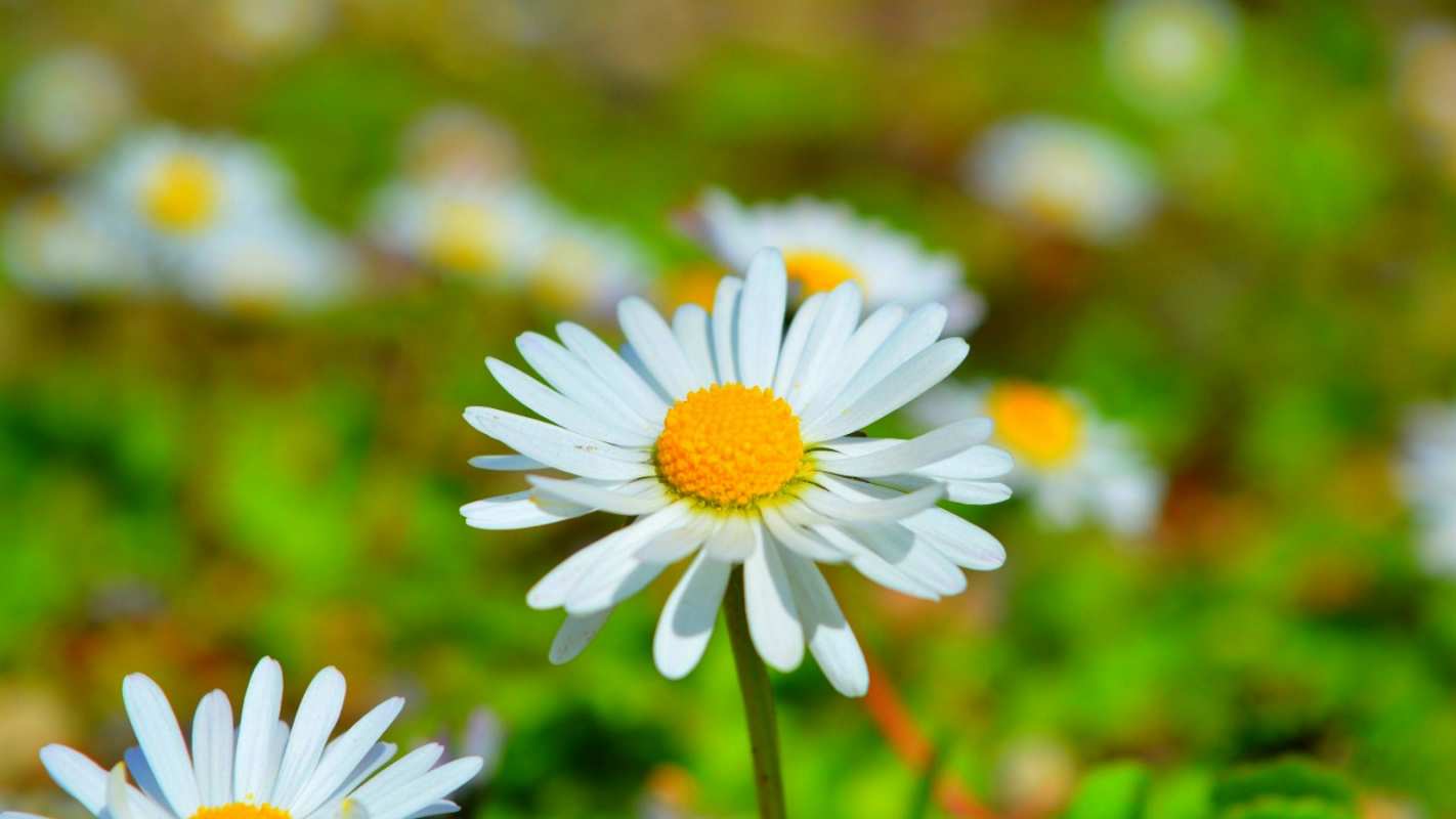 Открытка ромашка и луг  с днем семьи   С днем семьи 