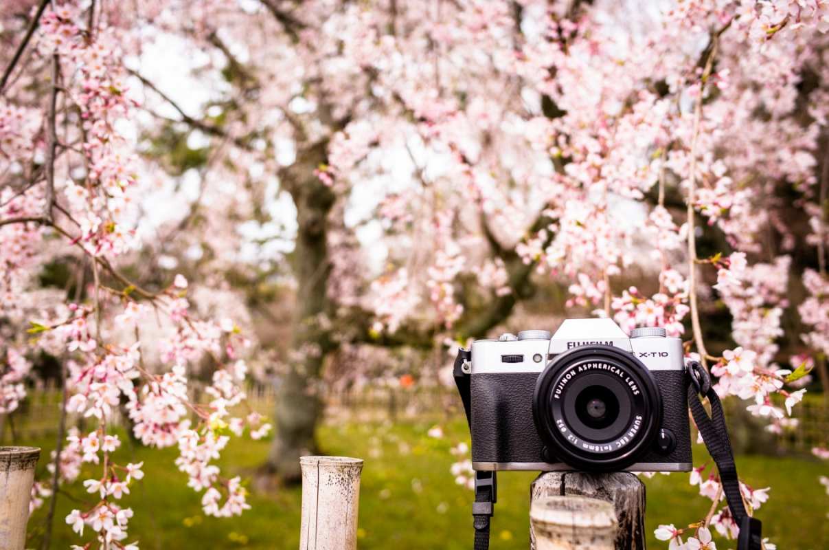 Открытка фотоаппарат среди цветущей сирени  сирень с днем фотографа, фотоаппарат   С днем фотографа 