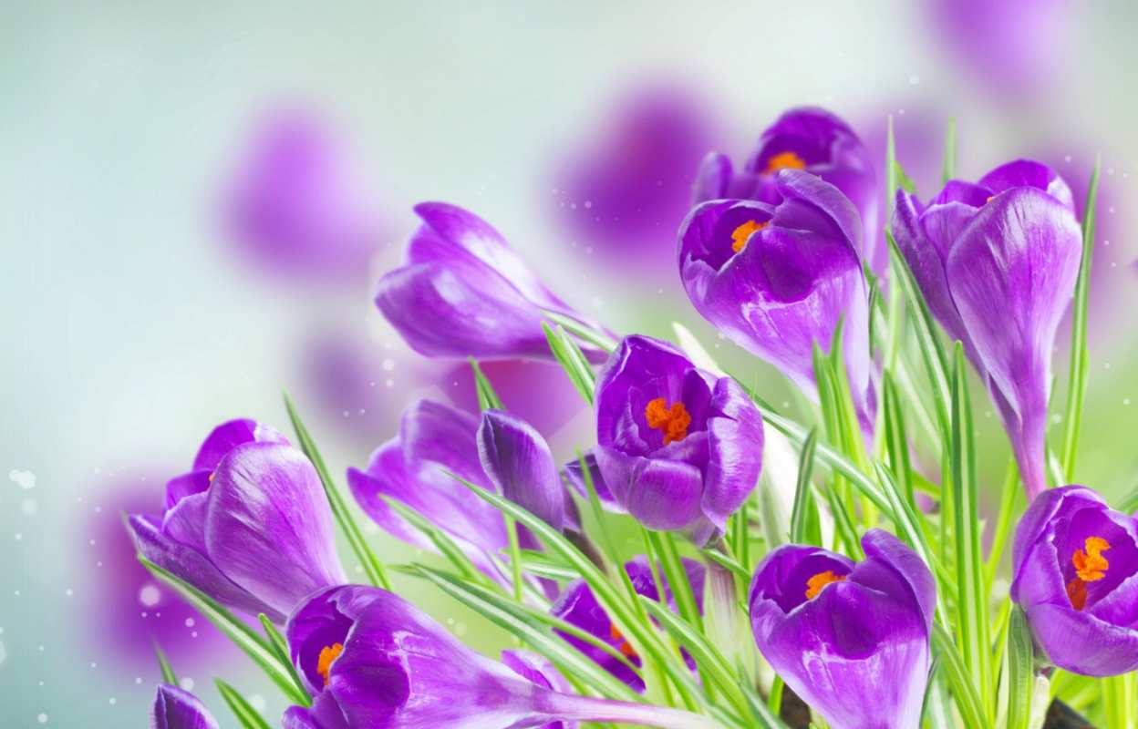 Открытка цветы весна  1 мая  С 1 мая 