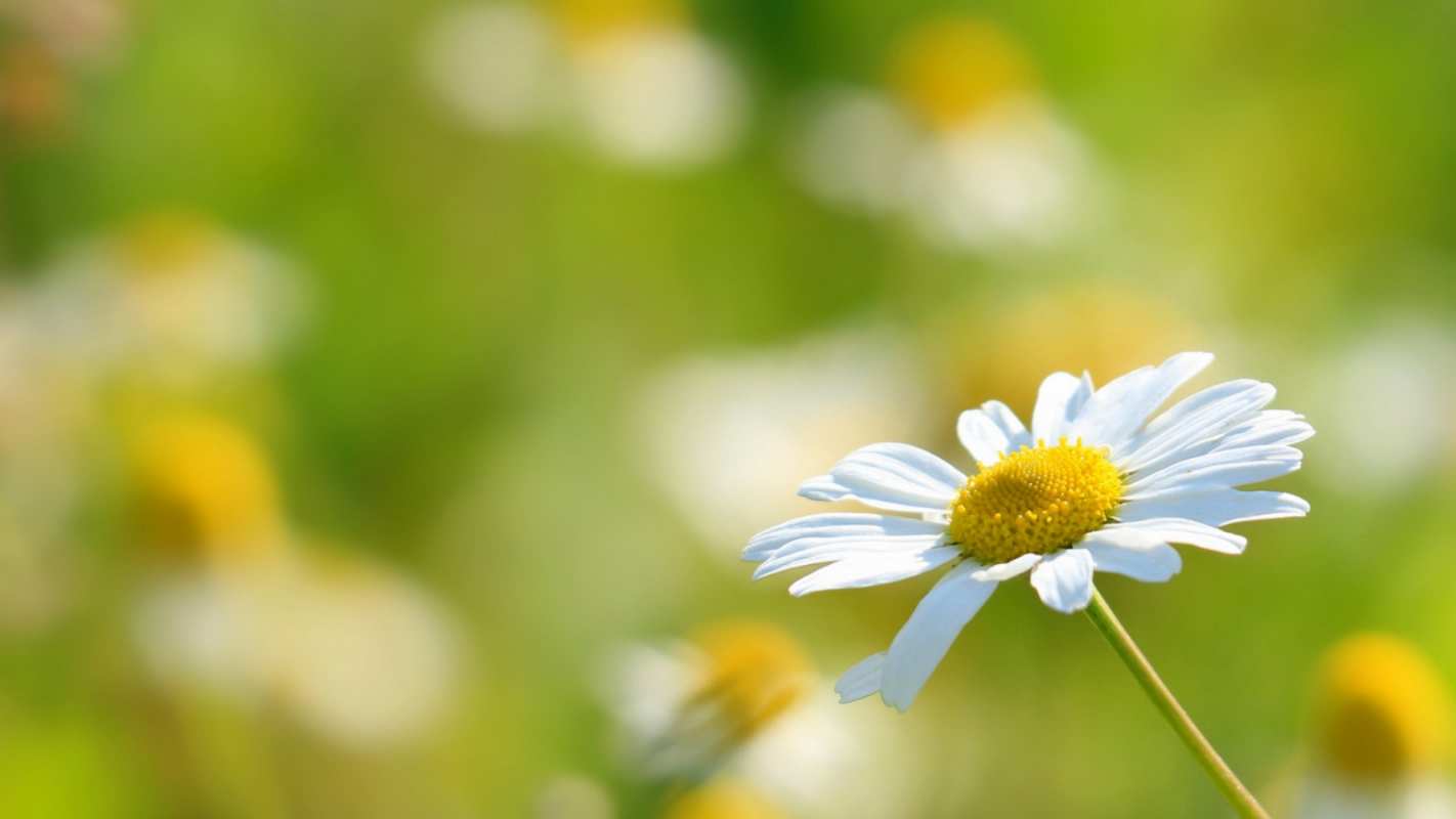 Открытка ромашка 1 с днем семьи  1 С днем семьи 