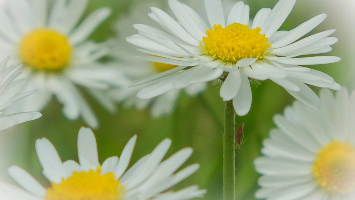 Открытка ромашки 1 с днем семьи  1 С днем семьи 