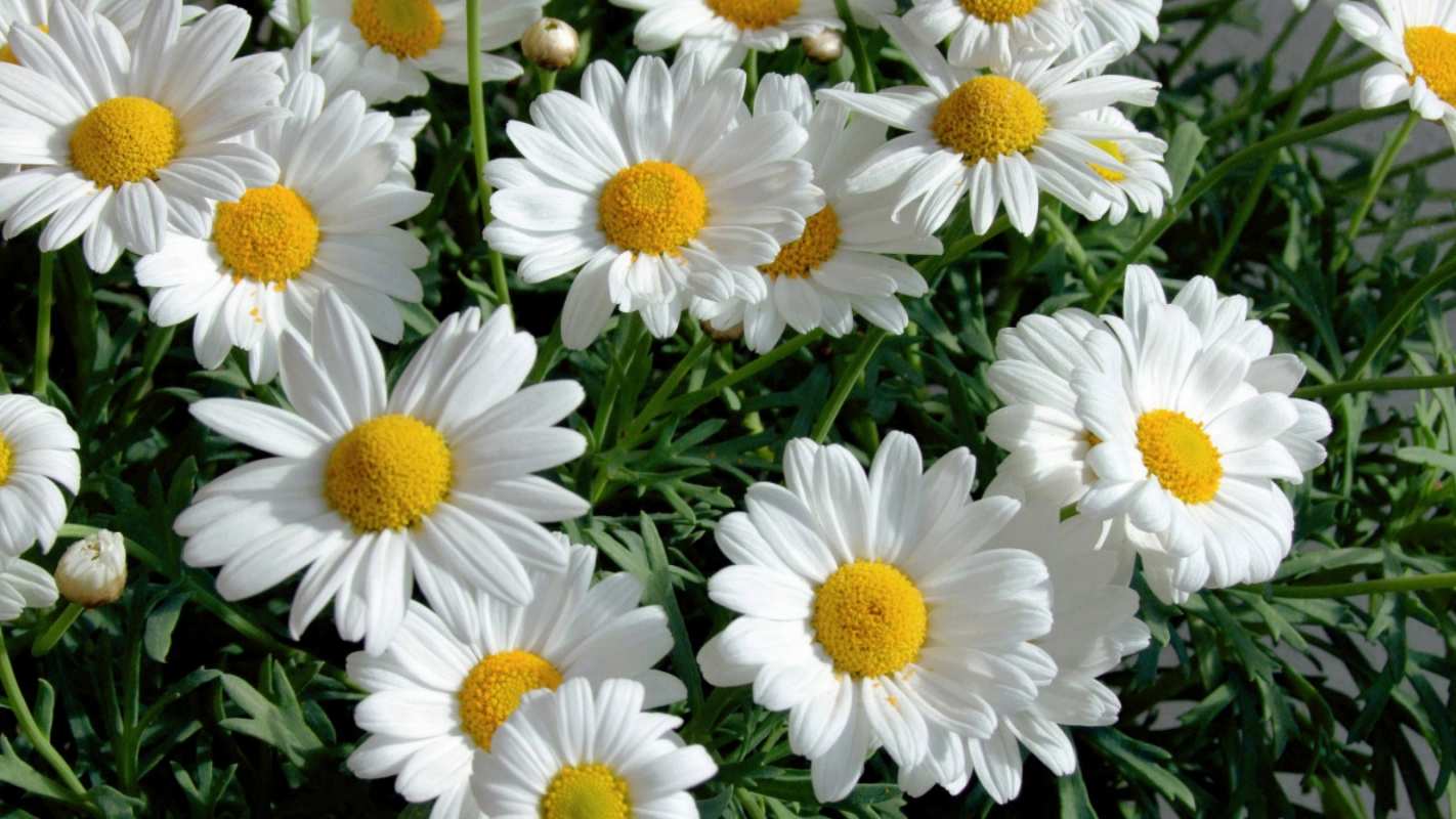 Открытка много ромашек  с днем семьи   С днем семьи 