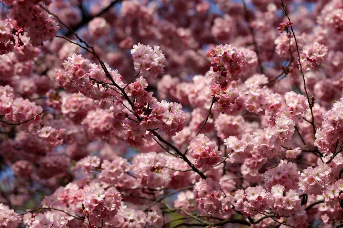 Открытка цветет сирень  С 1 мая  С 1 мая 