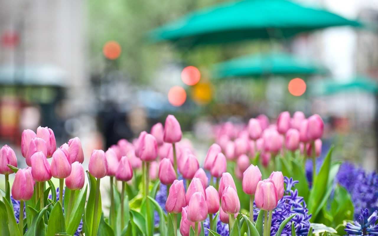 Открытка тюльпаны и цветы  С 1 мая  С 1 мая 