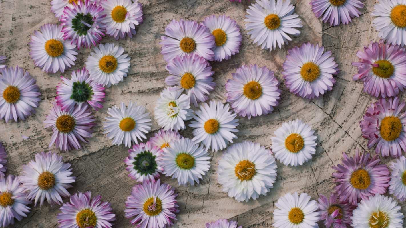 Открытка ромашки раскрашеные  с днем семьи   С днем семьи 