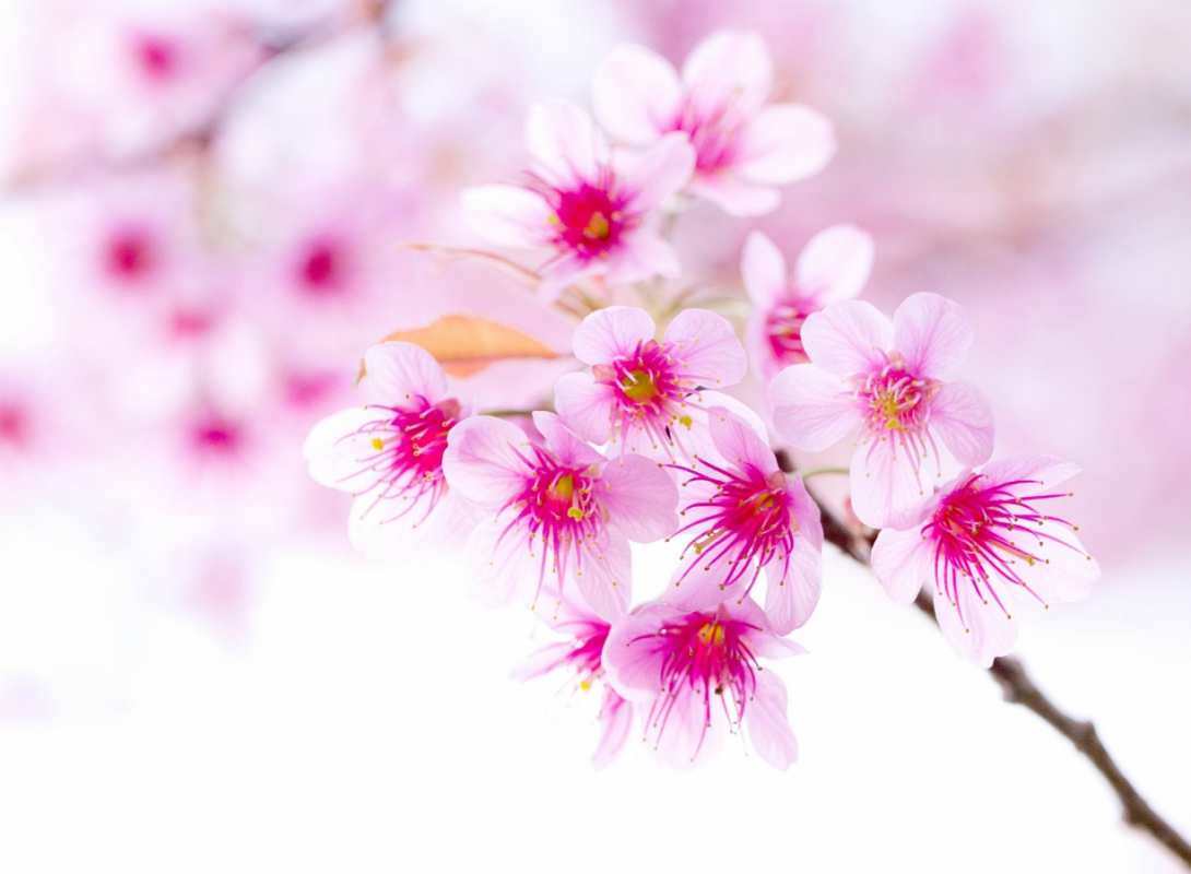 Открытка красивые цветы 2 С 1 мая 2 С 1 мая 