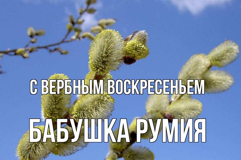 Открытка на каждый день с именем, Бабушка-Румия С вербным воскресеньем верба Прикольная открытка с пожеланием онлайн скачать бесплатно 