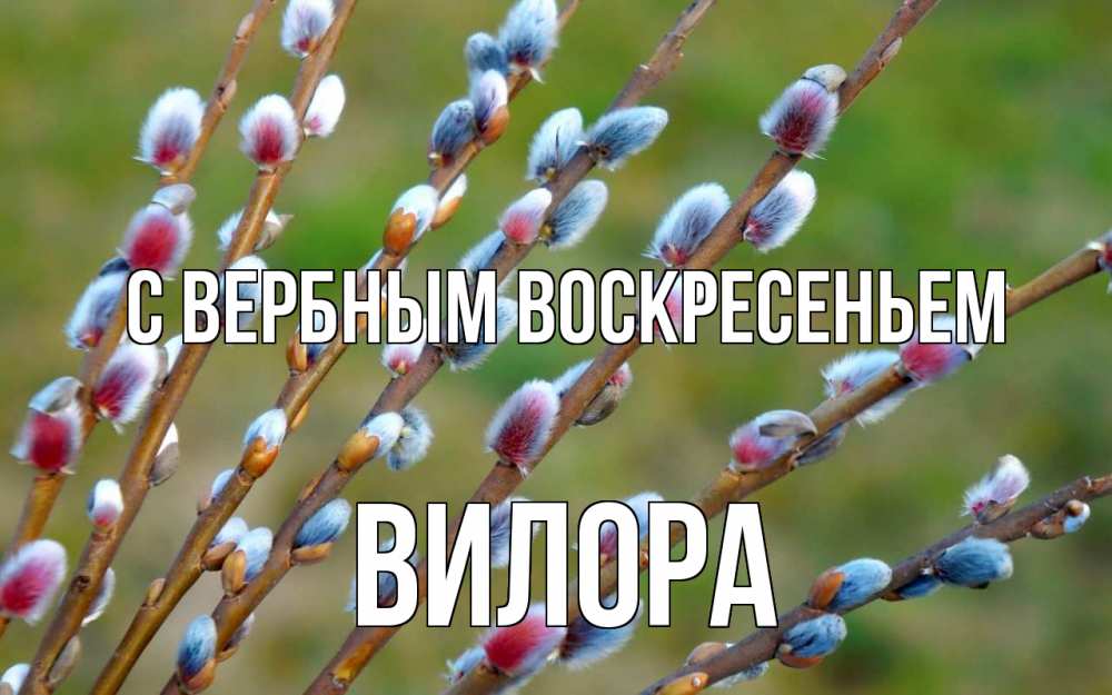Открытка на каждый день с именем, Вилора С вербным воскресеньем верба Прикольная открытка с пожеланием онлайн скачать бесплатно 