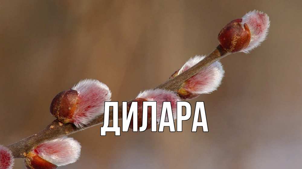 Открытка на каждый день с именем, Дилара Главная верба Прикольная открытка с пожеланием онлайн скачать бесплатно 