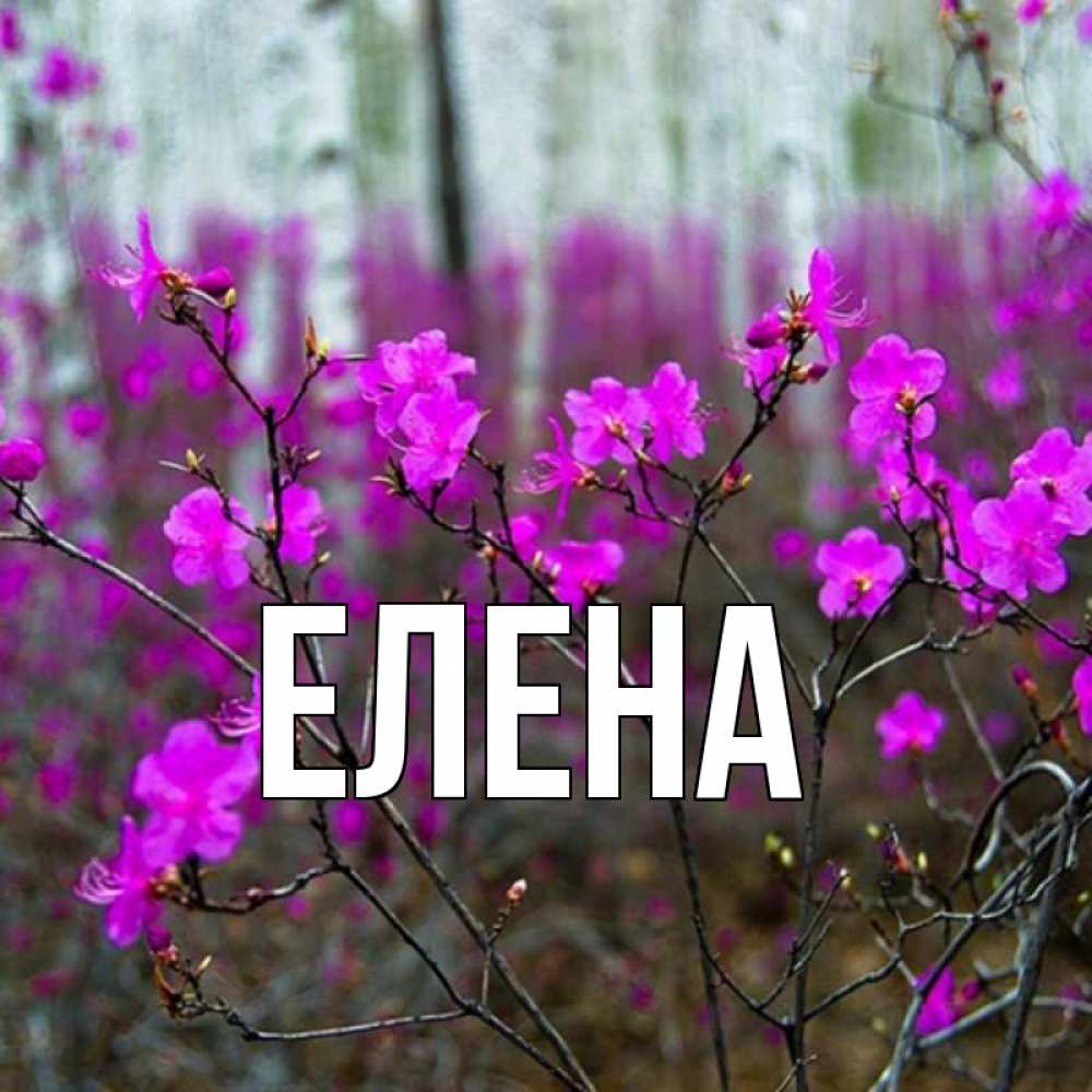 Открытка на каждый день с именем, Елена Главная дикие цветы Прикольная открытка с пожеланием онлайн скачать бесплатно 