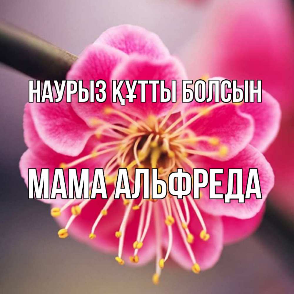 Открытка на каждый день с именем, Мама-Альфреда Наурыз құтты болсын цветы Прикольная открытка с пожеланием онлайн скачать бесплатно 