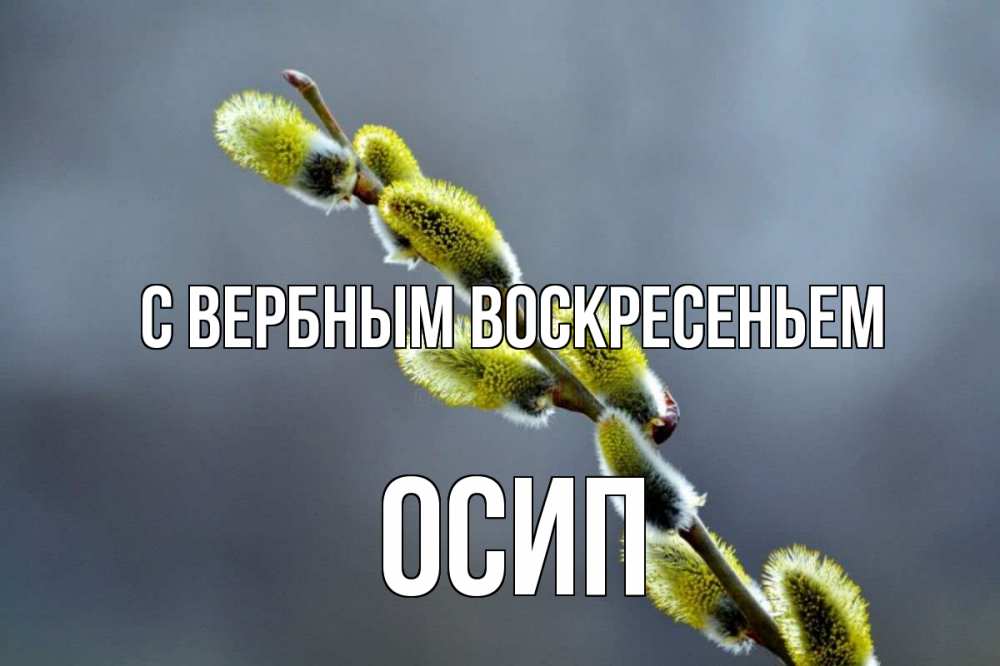 Открытка на каждый день с именем, Осип С вербным воскресеньем верба Прикольная открытка с пожеланием онлайн скачать бесплатно 