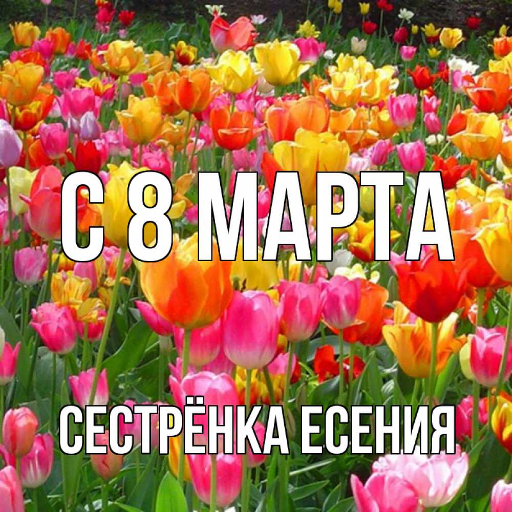 Открытка на каждый день с именем, Сестрёнка-Есения С 8 МАРТА на международный женский день Прикольная открытка с пожеланием онлайн скачать бесплатно 