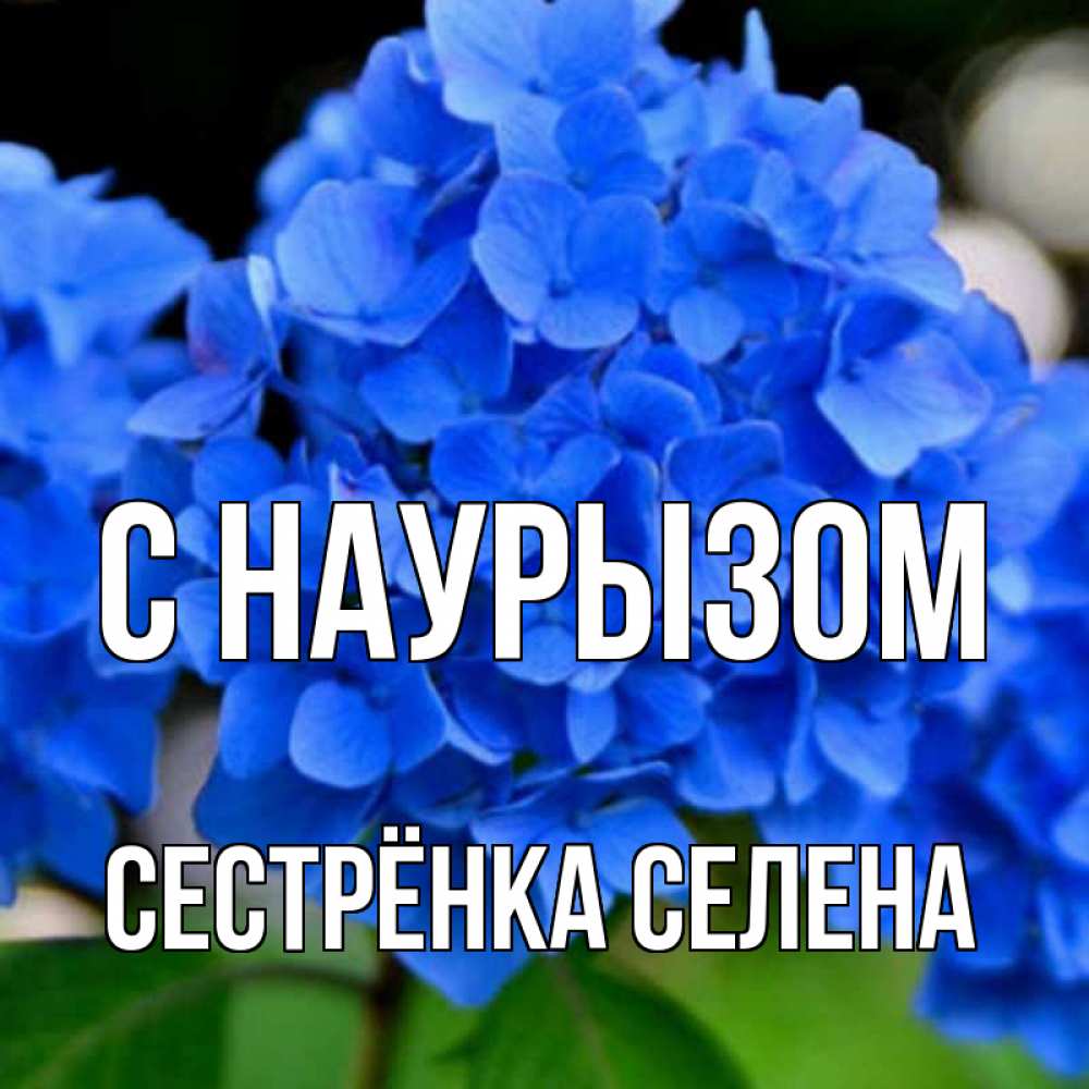 Открытка на каждый день с именем, Сестрёнка-Селена С наурызом синие цветы Прикольная открытка с пожеланием онлайн скачать бесплатно 