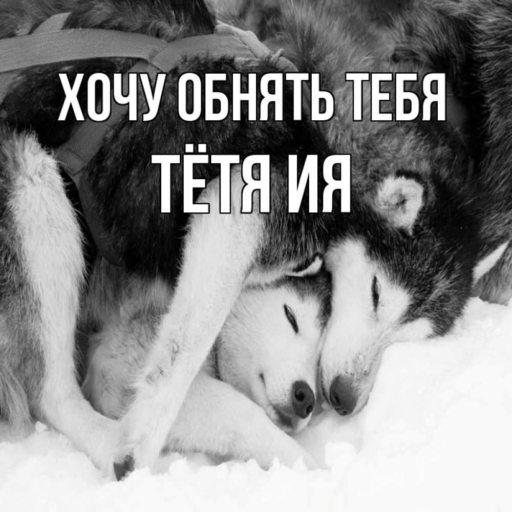 Открытка на каждый день с именем, Тётя-Ия Хочу обнять тебя собачки в упряжке Прикольная открытка с пожеланием онлайн скачать бесплатно 