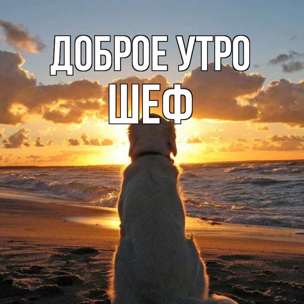 Открытка на каждый день с именем, Шеф Доброе утро восход солнца Прикольная открытка с пожеланием онлайн скачать бесплатно 