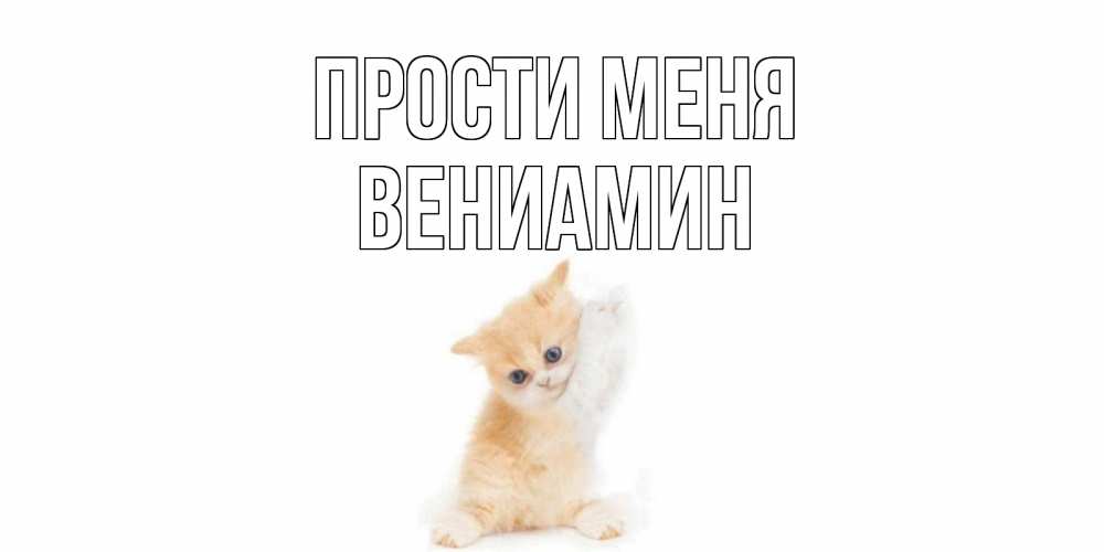 Открытка на каждый день с именем, Вениамин Прости меня кот Прикольная открытка с пожеланием онлайн скачать бесплатно 