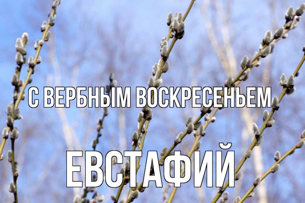 Открытка на каждый день с именем, Евстафий С вербным воскресеньем верба Прикольная открытка с пожеланием онлайн скачать бесплатно 