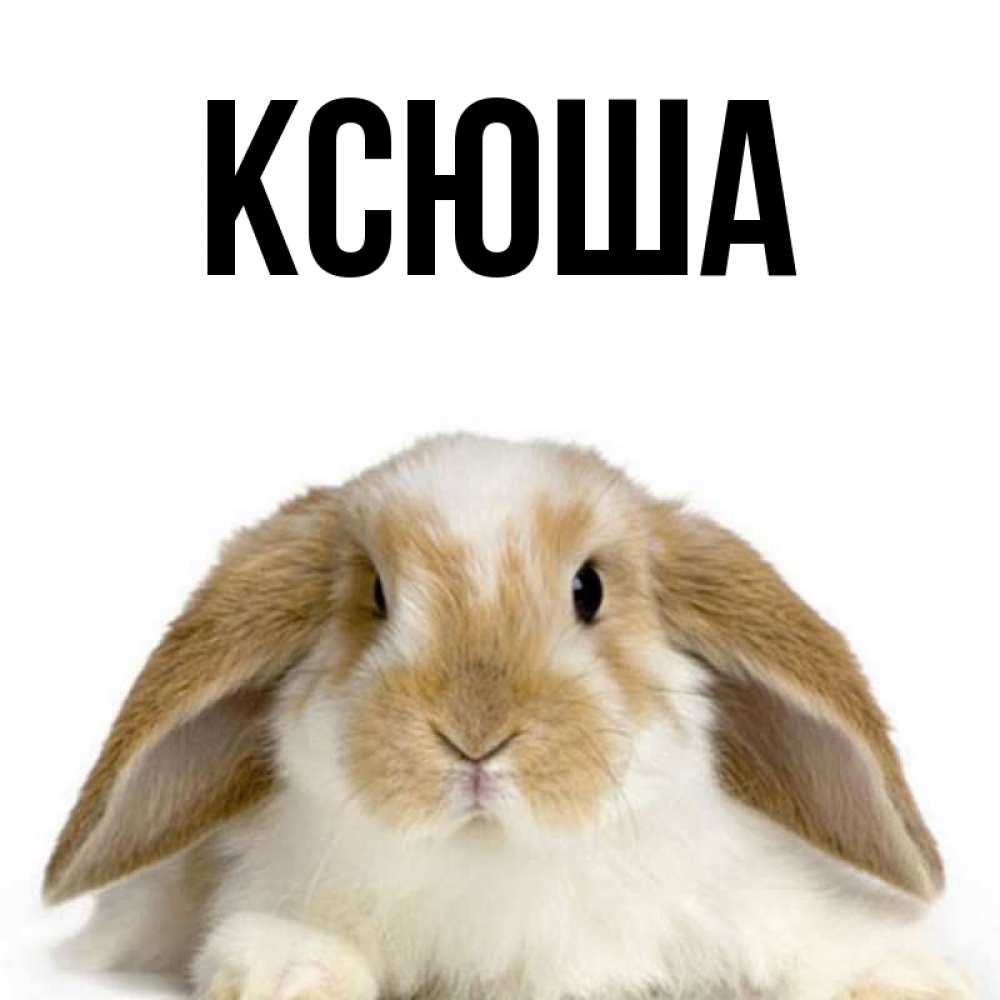Открытка на каждый день с именем, Ксюша Главная коричнево белый заяц Прикольная открытка с пожеланием онлайн скачать бесплатно 