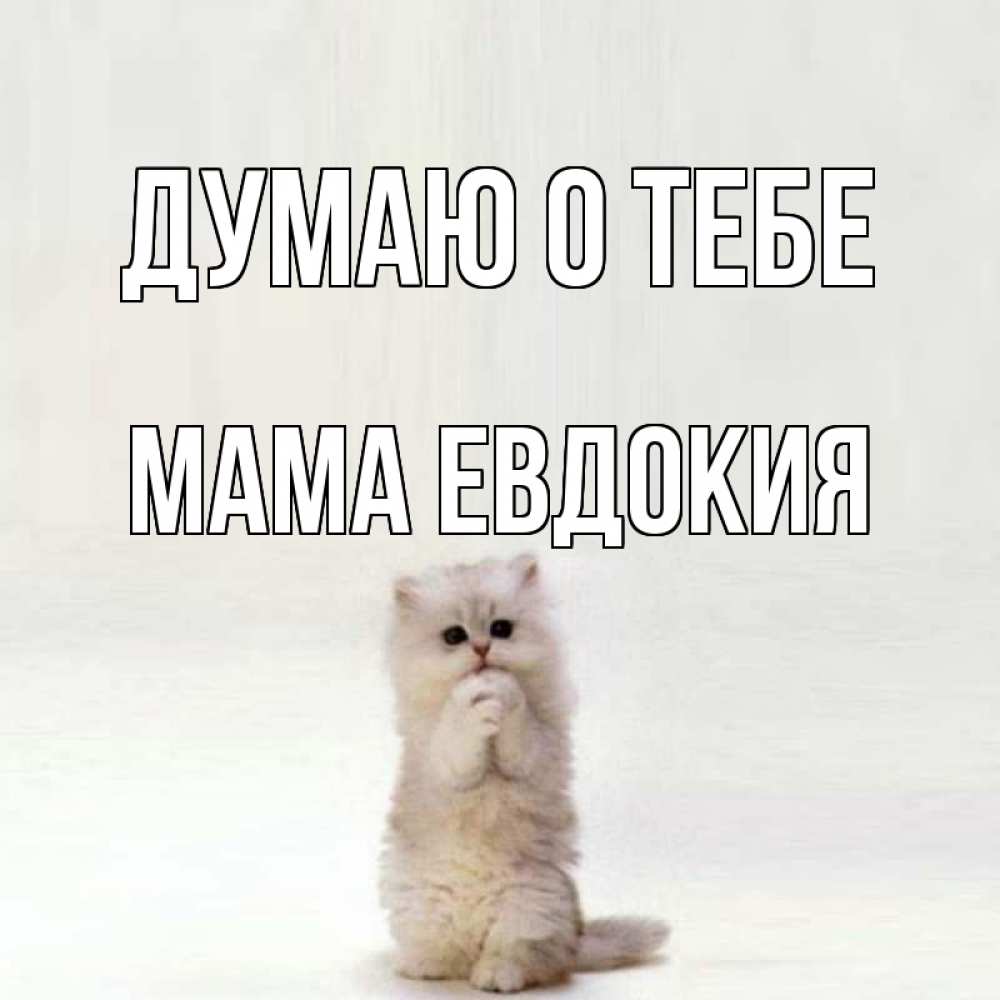 Открытка на каждый день с именем, Мама-Евдокия Думаю о тебе кот стоит на задних лапах Прикольная открытка с пожеланием онлайн скачать бесплатно 
