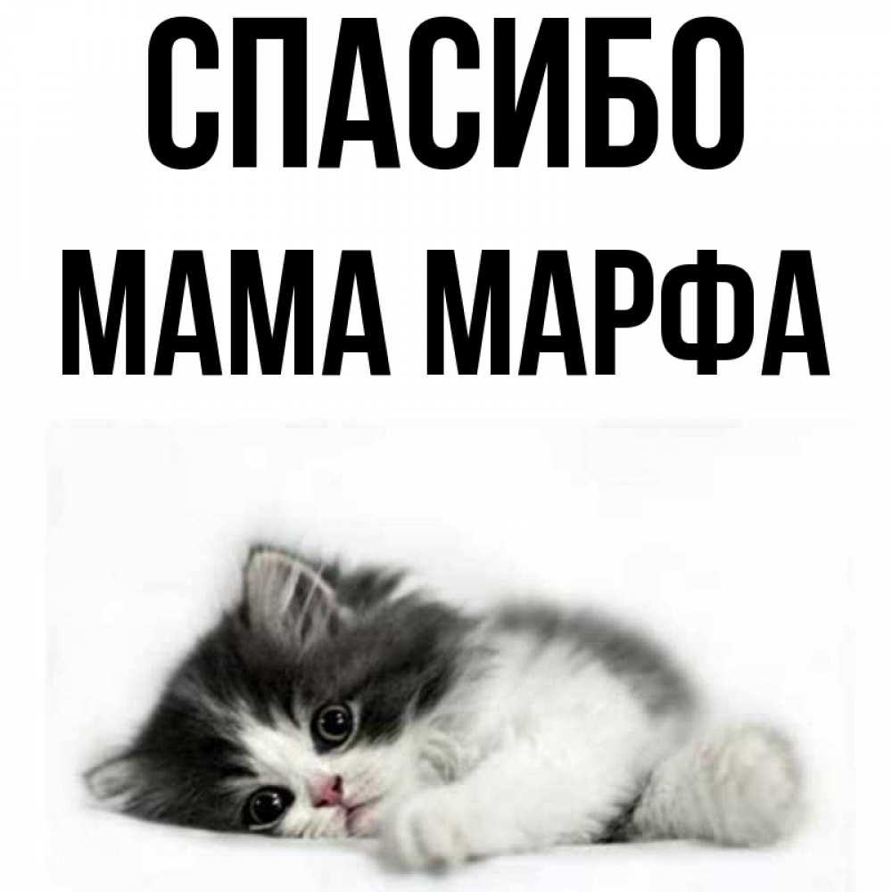 Открытка на каждый день с именем, Мама-Марфа Спасибо черный и белый кот Прикольная открытка с пожеланием онлайн скачать бесплатно 