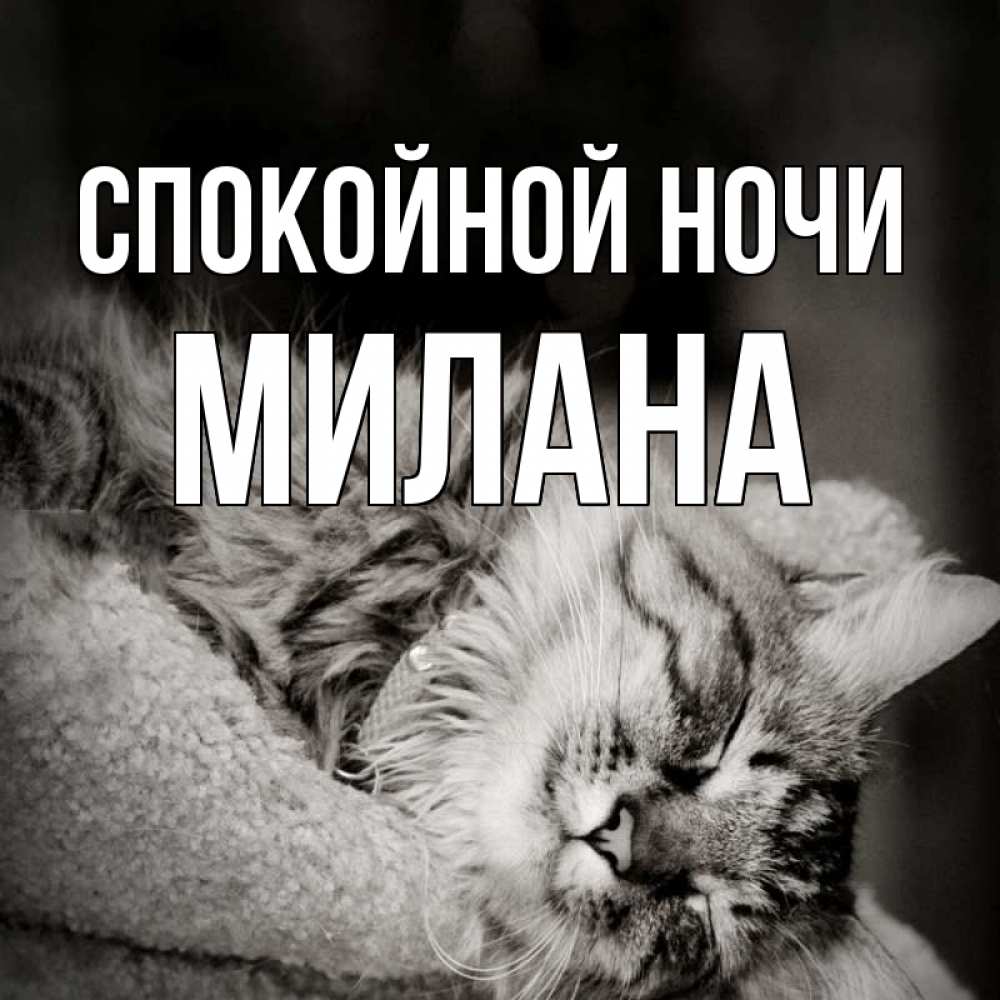 Открытка на каждый день с именем, Милана Спокойной ночи котярик пушистый Прикольная открытка с пожеланием онлайн скачать бесплатно 