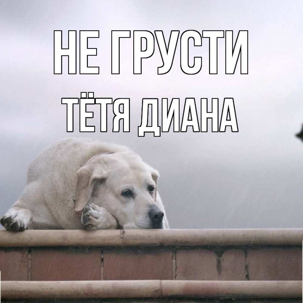 Открытка на каждый день с именем, Тётя-Диана Не грусти белый пес 1 Прикольная открытка с пожеланием онлайн скачать бесплатно 