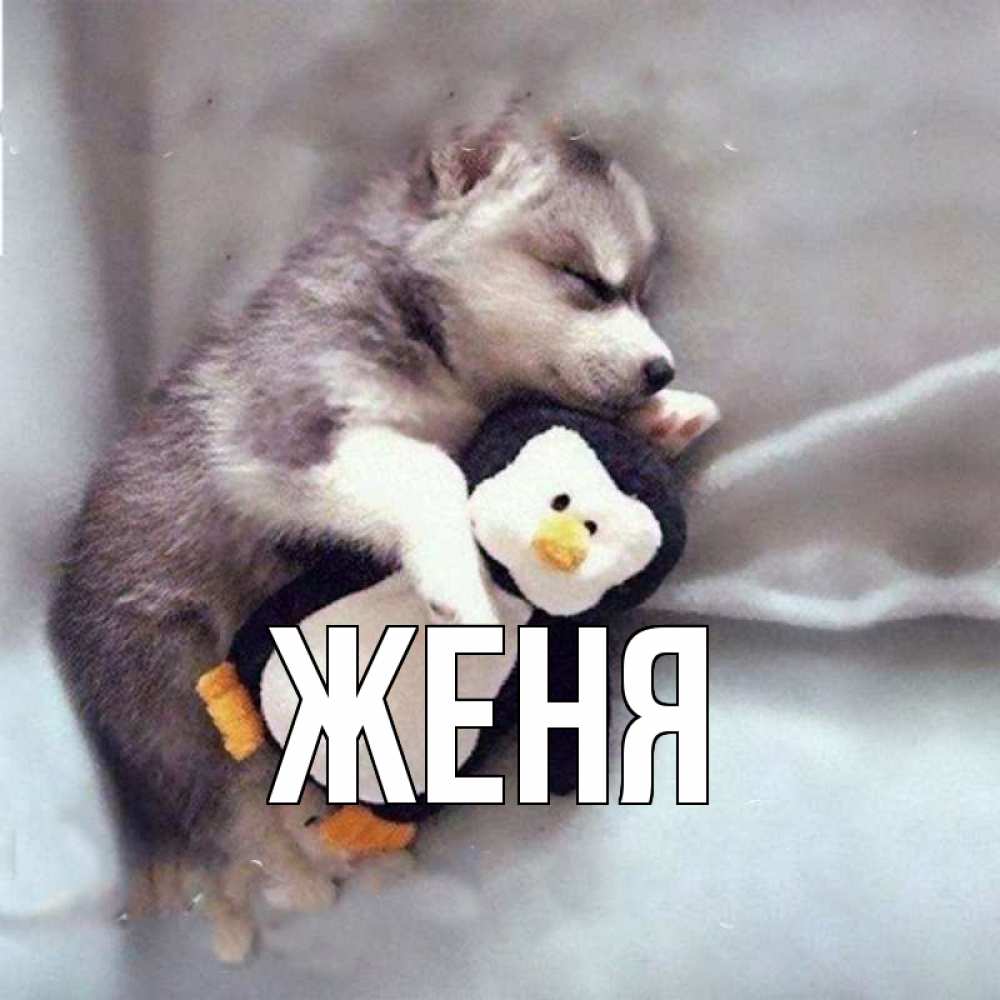 Открытка на каждый день с именем, Женя Главная обнимашки щенка и пингвина Прикольная открытка с пожеланием онлайн скачать бесплатно 