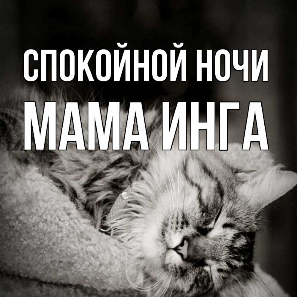 Открытка на каждый день с именем, Мама-Инга Спокойной ночи котярик пушистый Прикольная открытка с пожеланием онлайн скачать бесплатно 