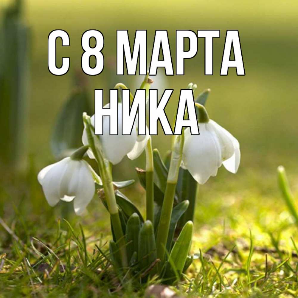 Открытка на каждый день с именем, Ника С 8 МАРТА ранние цветы 2 Прикольная открытка с пожеланием онлайн скачать бесплатно 