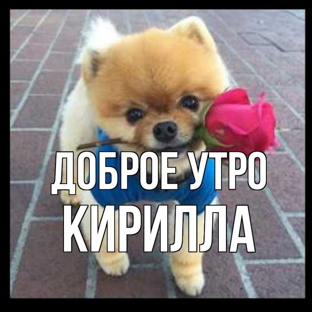 Открытка на каждый день с именем, Кирилла Доброе утро роза в зубах Прикольная открытка с пожеланием онлайн скачать бесплатно 