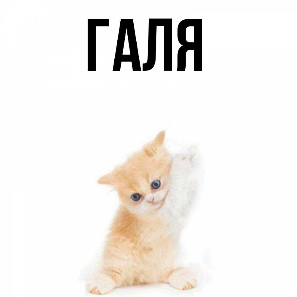 Друга, прикольные картинки галя