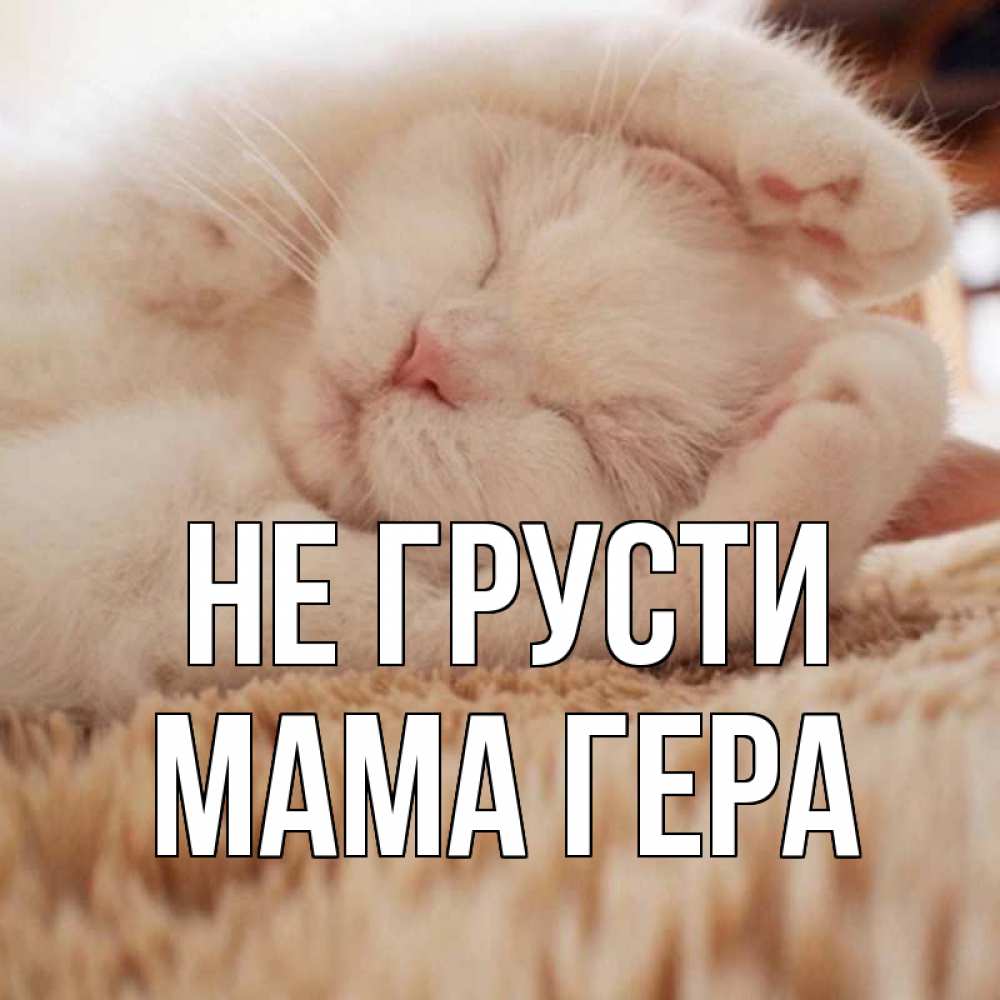 Открытка на каждый день с именем, Мама-Гера Не грусти белый кот Прикольная открытка с пожеланием онлайн скачать бесплатно 