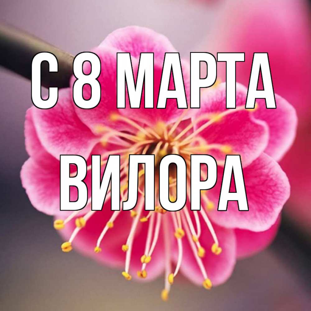Открытка на каждый день с именем, Вилора С 8 марта цветы Прикольная открытка с пожеланием онлайн скачать бесплатно 