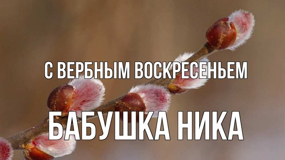 Открытка на каждый день с именем, Бабушка-Ника С вербным воскресеньем верба Прикольная открытка с пожеланием онлайн скачать бесплатно 