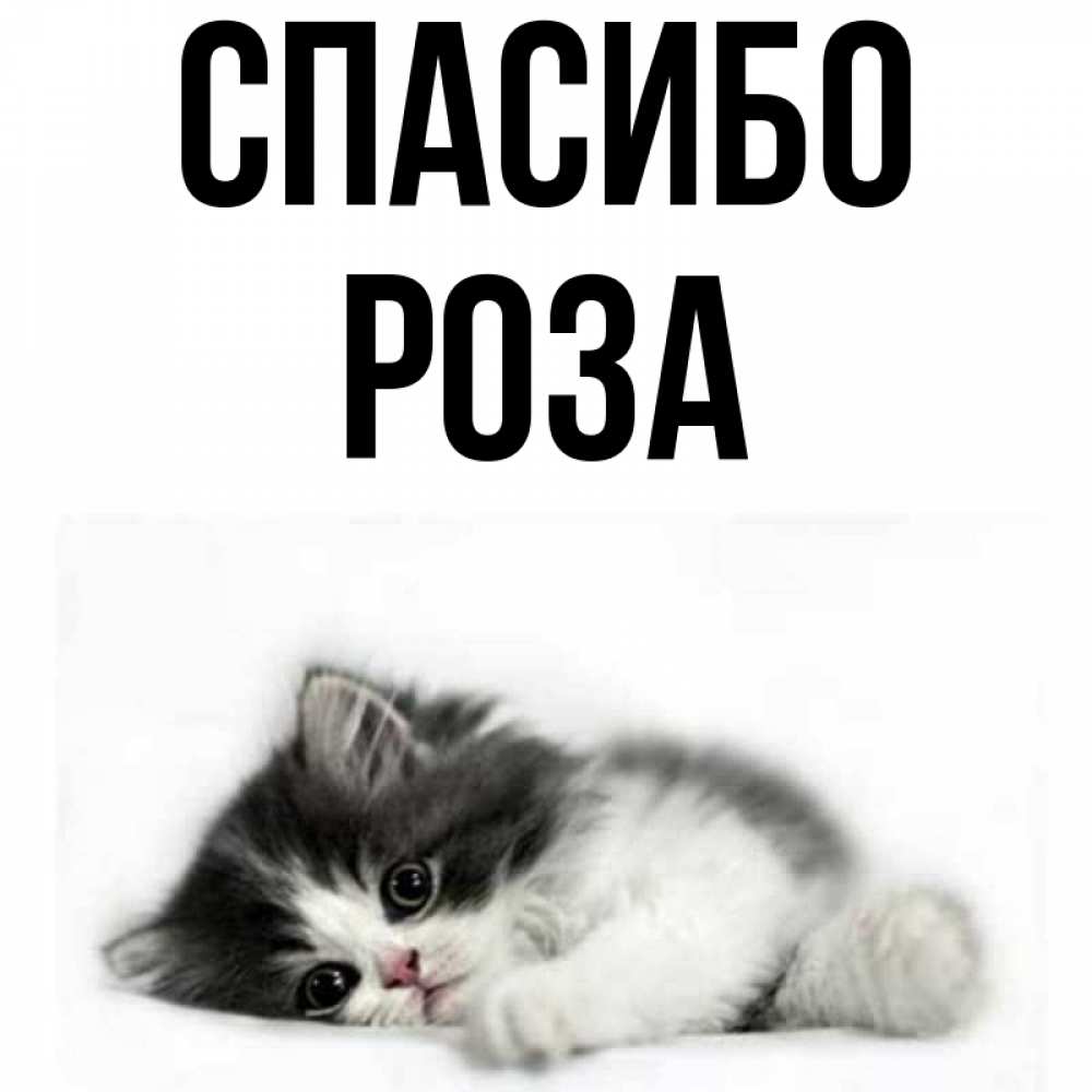 Открытка на каждый день с именем, Роза Спасибо черный и белый кот Прикольная открытка с пожеланием онлайн скачать бесплатно 